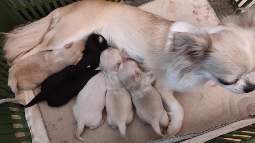 OTEC: Matteo z Olteckého pelíšku.  MATKA: Queeny z Dědinského valu